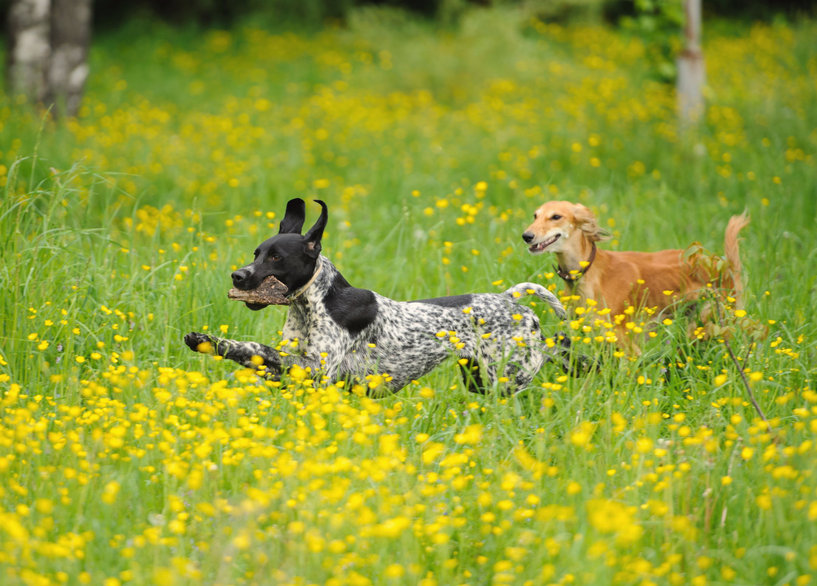Dog Friendly Parks in Alamitos Heights